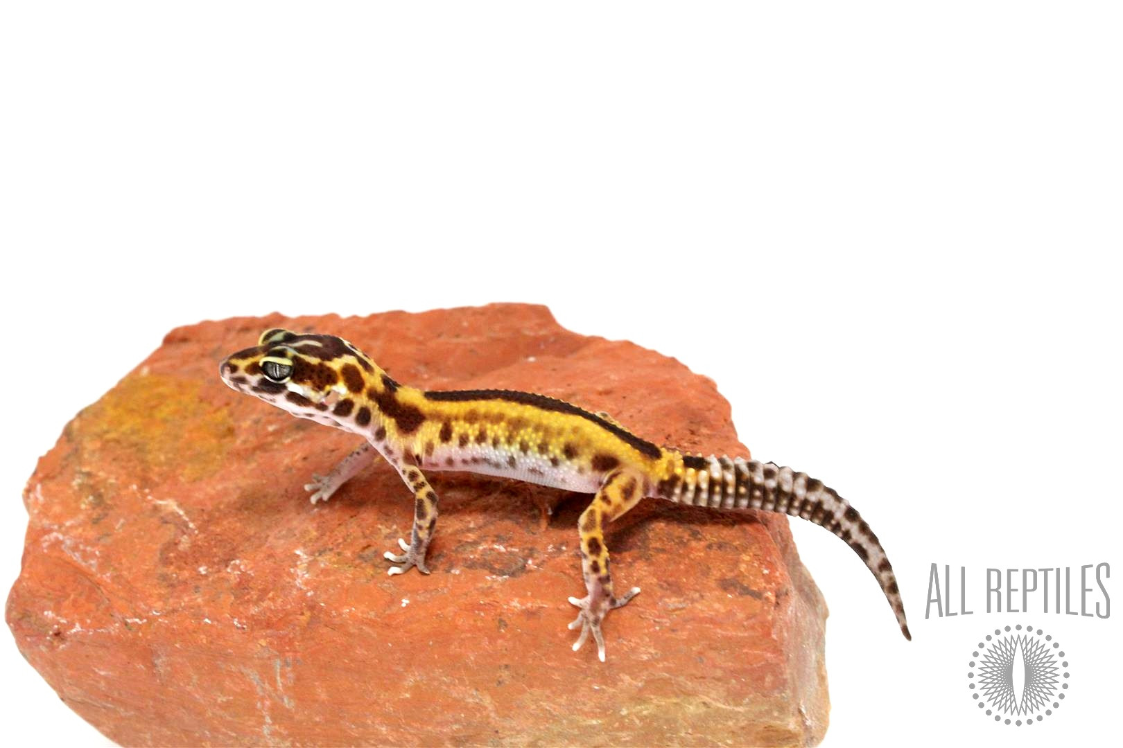 Red Stripe Leopard Gecko