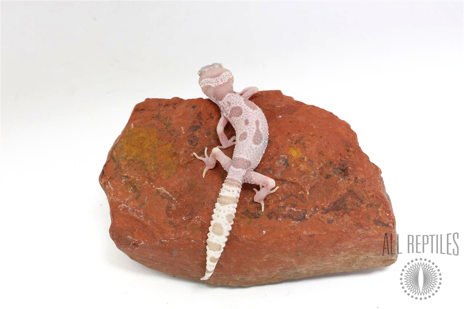 Albino Mack Snow Leopard Gecko