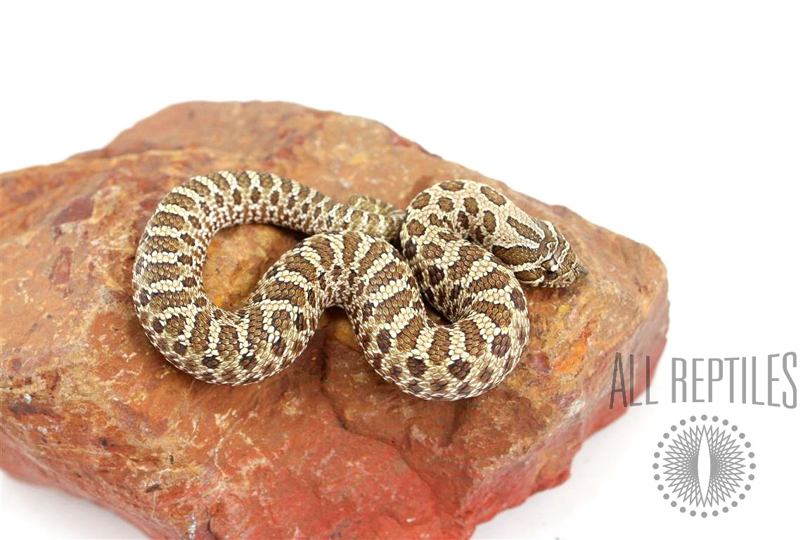 Western Hognose Snake