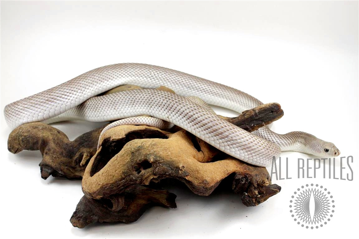 Hypo Patternless Southern Pinesnake