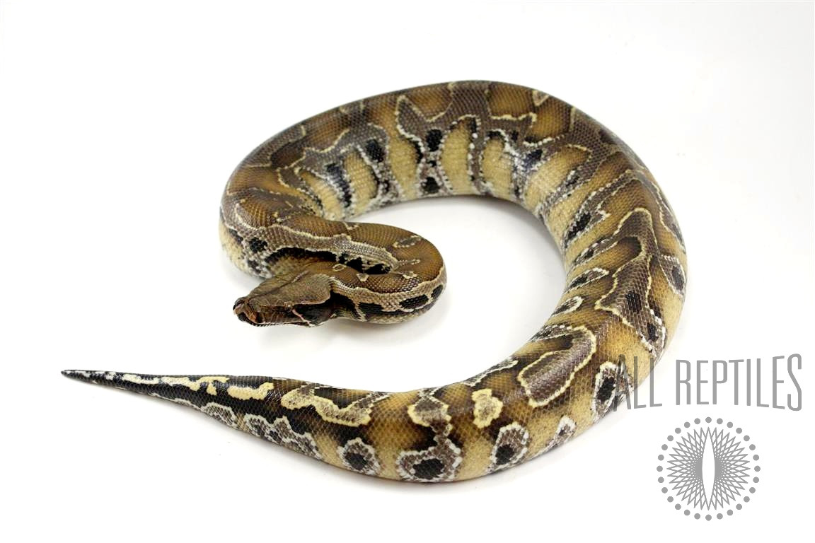 Borneo Blood Python