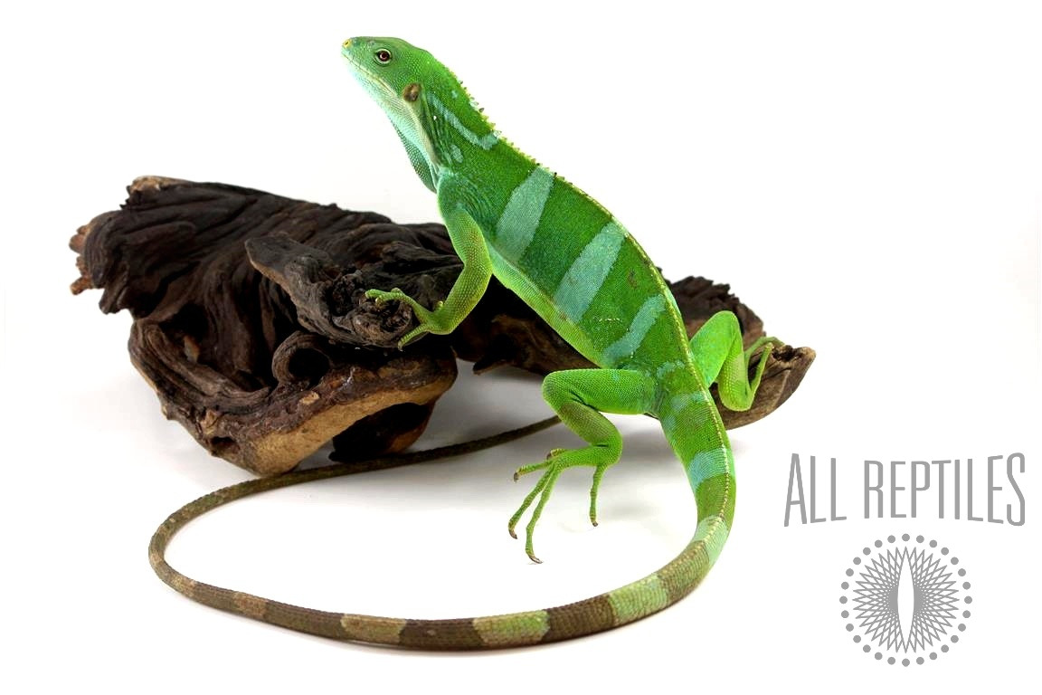 Banded Fiji Iguana