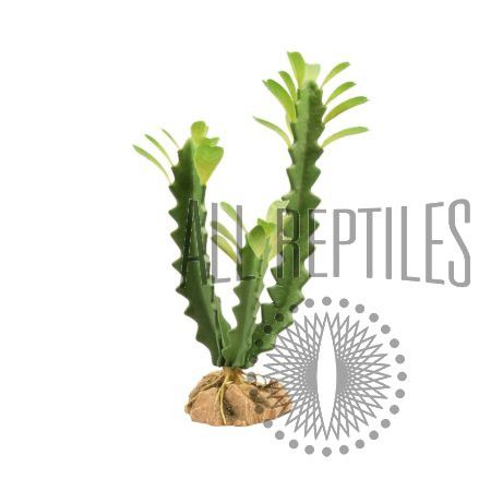 ZM Desert Flora Euphorbia