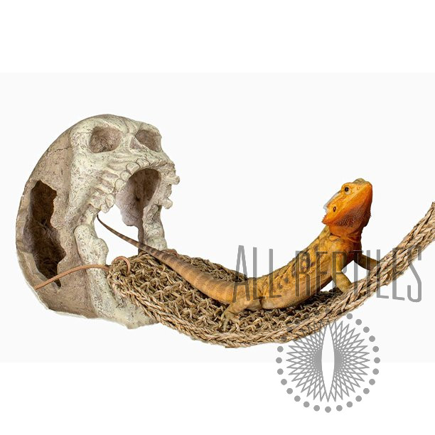 Penn-Plax Skull Hide-Away Combo Hide-Away & Lizard Lounger Bridge