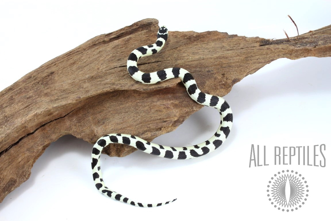Breeder Hold Back - Wide Banded 50/50 Black and White California Kingsnake - Snakes - Reptiles