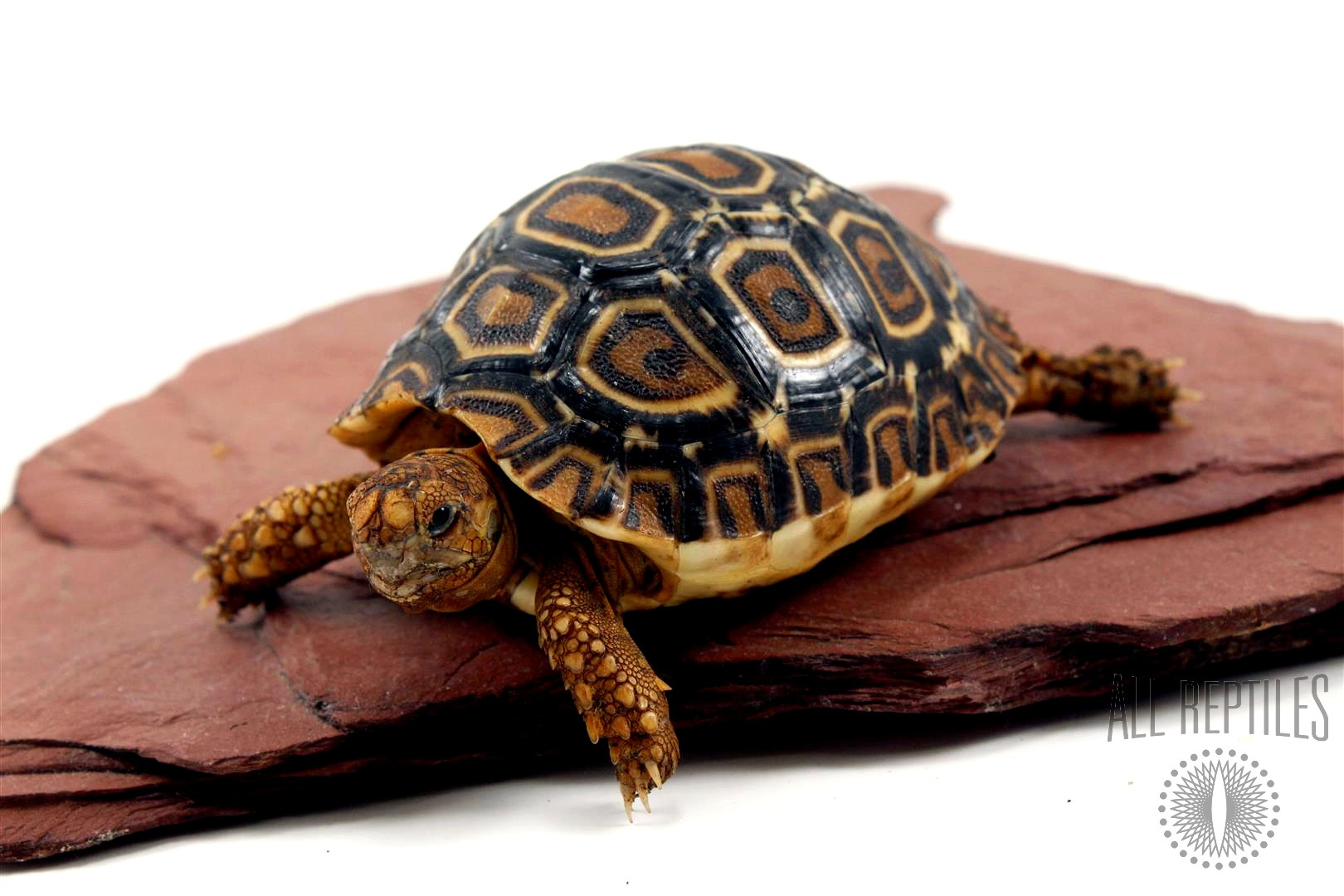 Leopard Tortoise