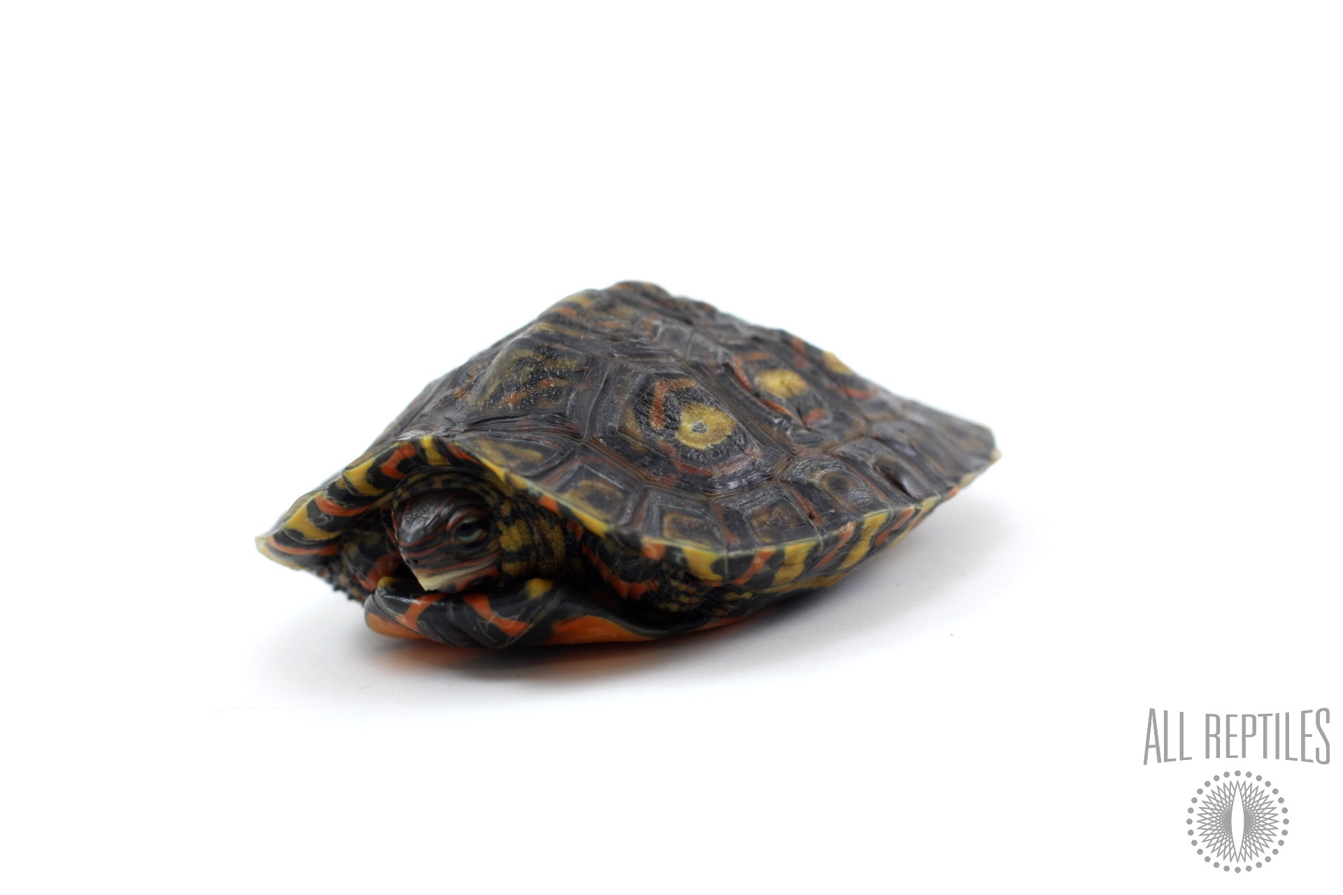 Ornate Wood Turtle