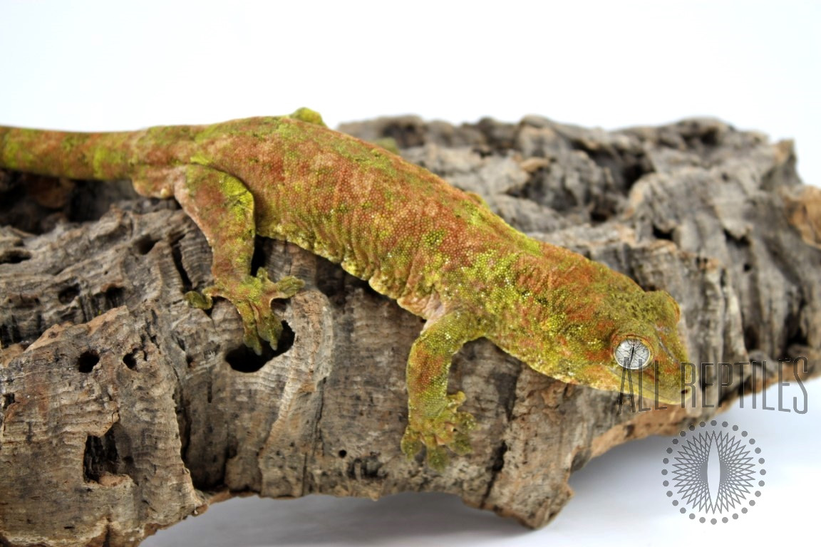 Chahoua Gecko - Mainland