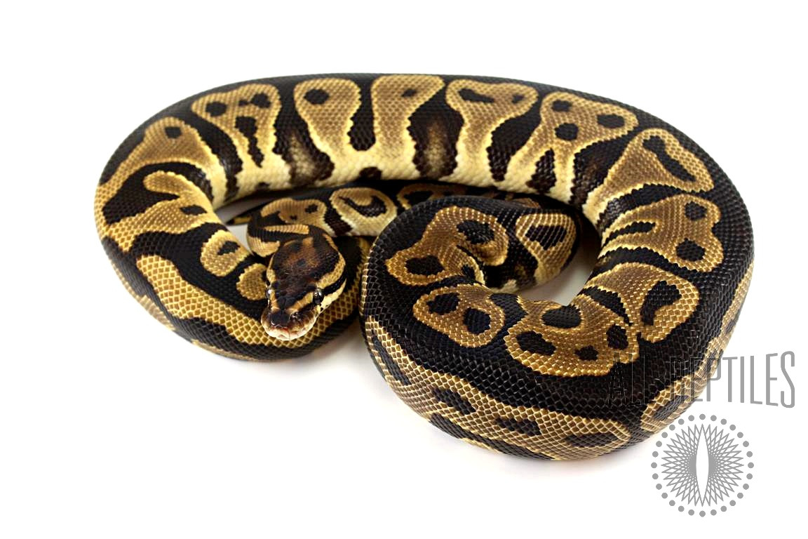 Leopard Yellow Belly Ball Python