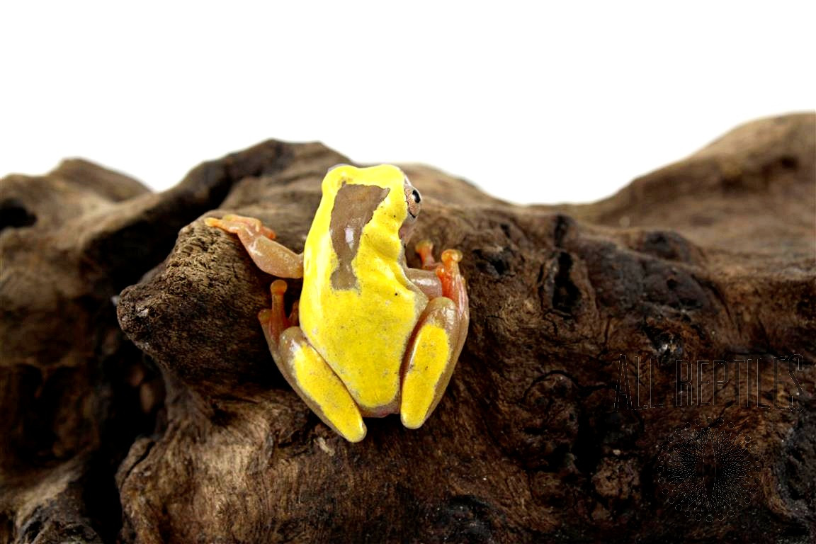 Yellow Clown Tree Frog