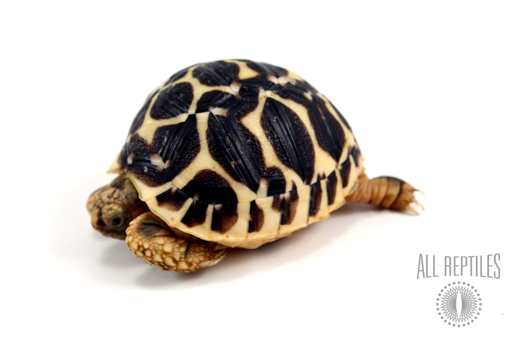 Indian Star Tortoise