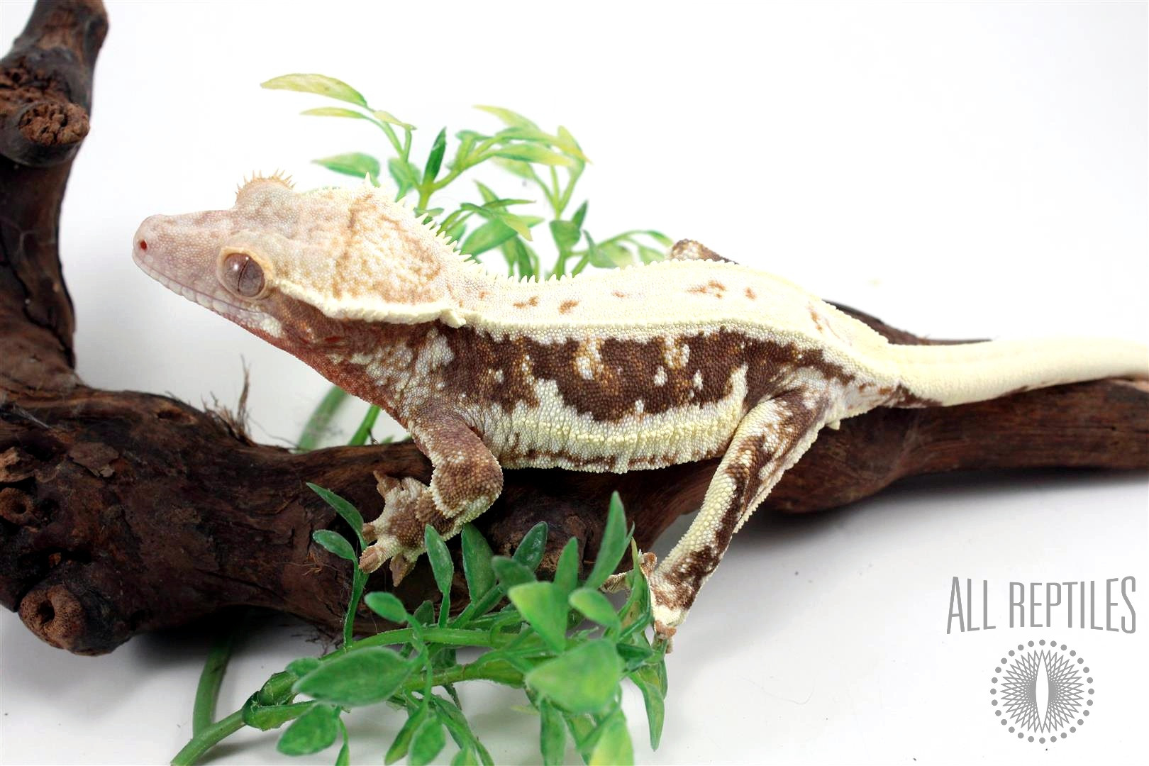 Red Lily White Crested Gecko
