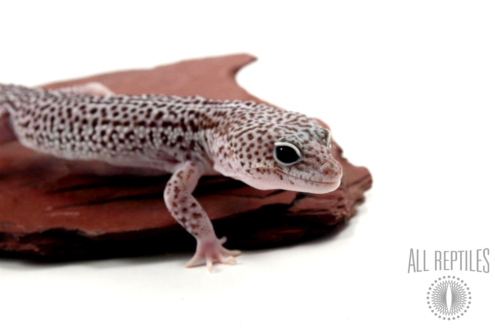 Galaxy Leopard Gecko