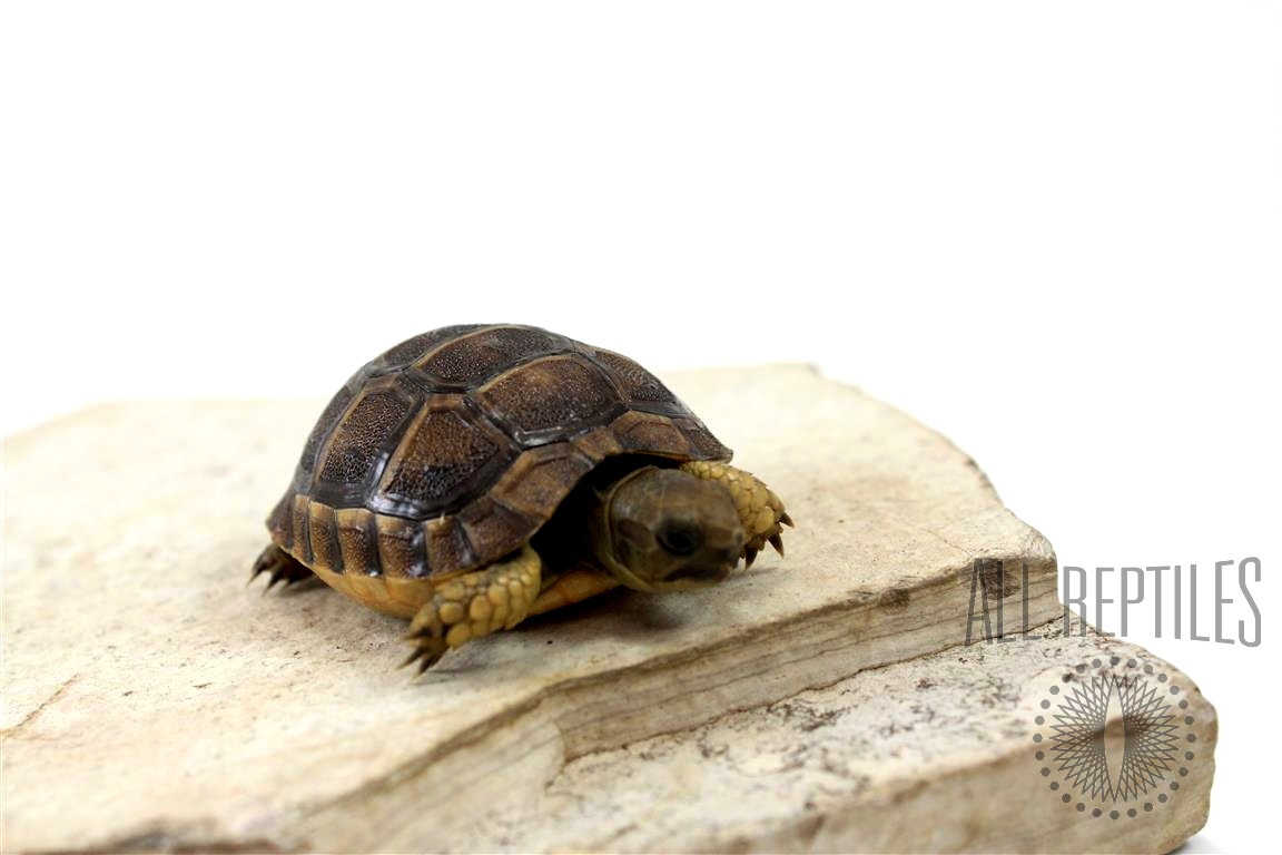 Black Greek Tortoise