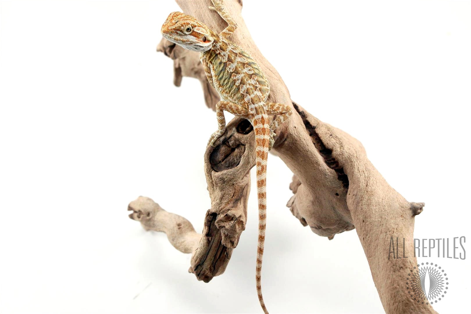 Yellow Leatherback Bearded Dragon