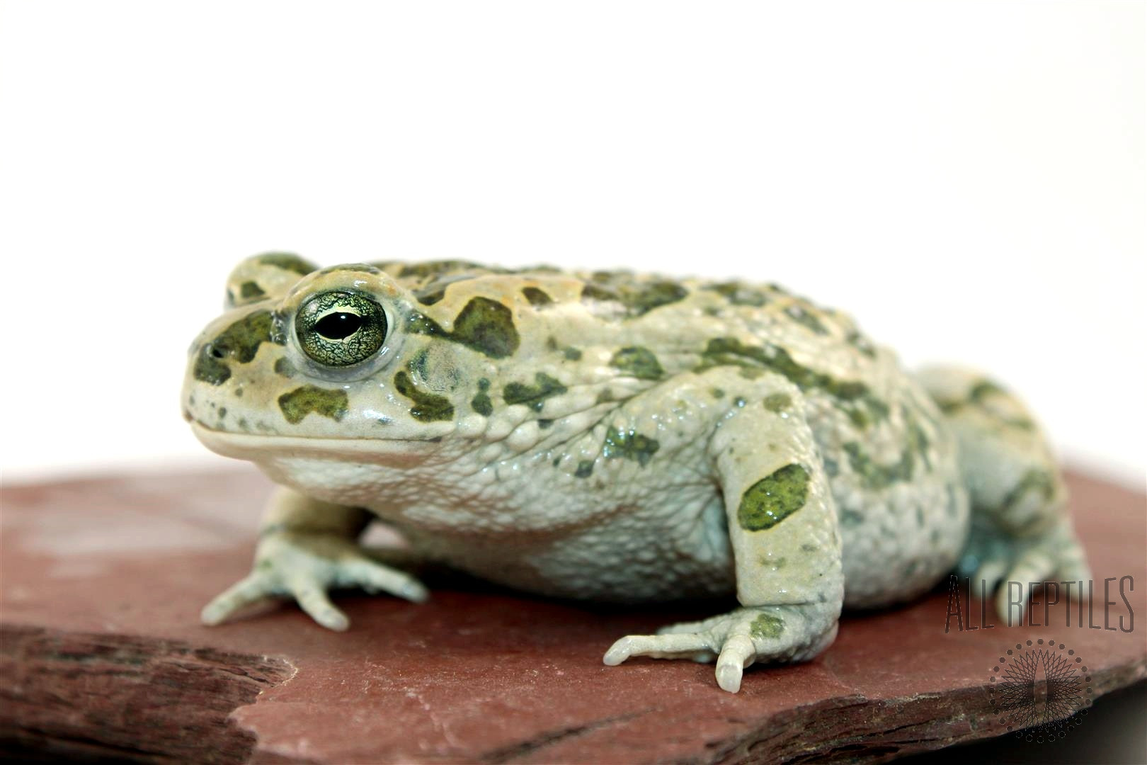 African Green Toad