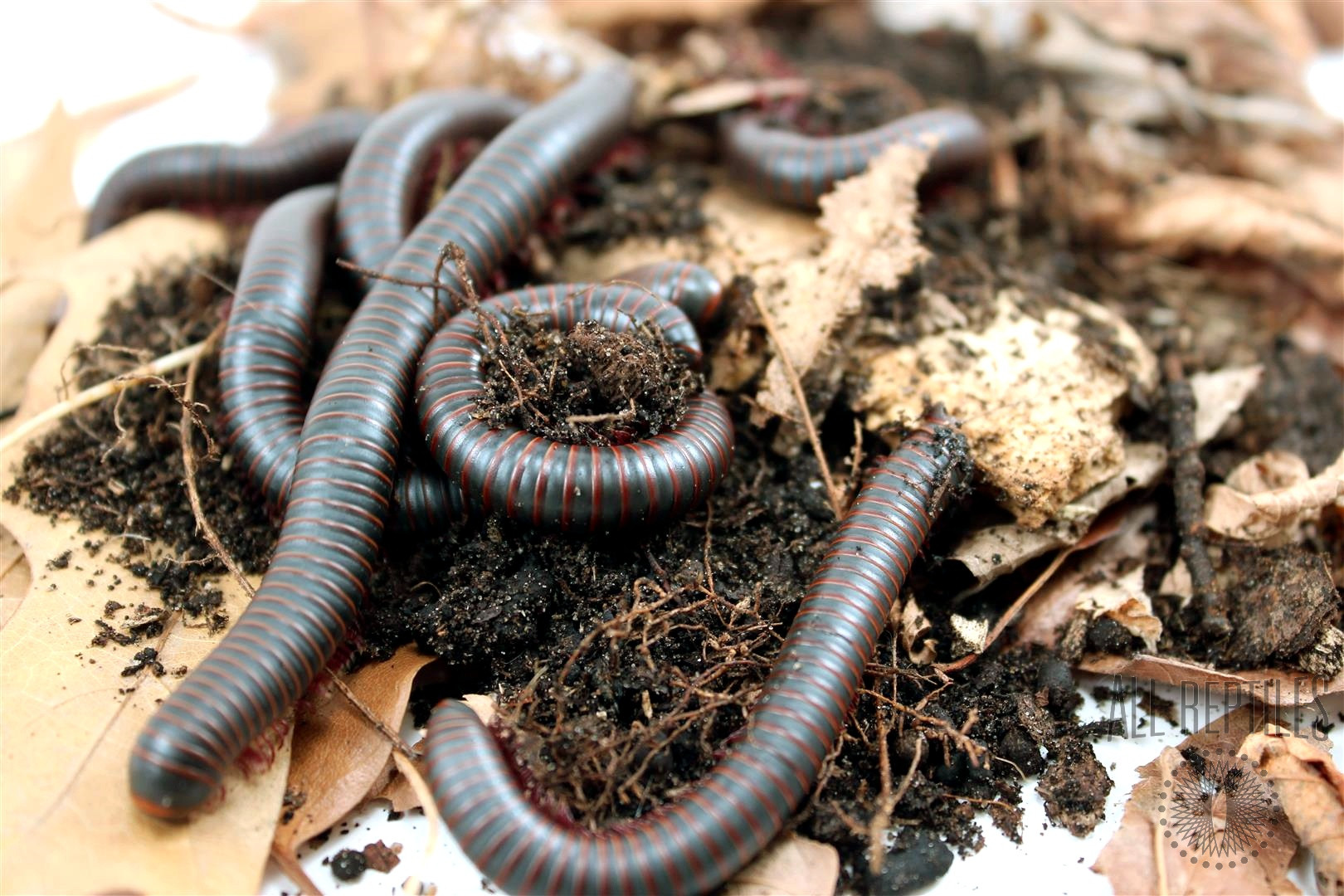 American Giant Millipede