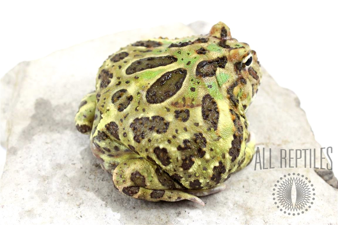 Green Pacman - Adult Male