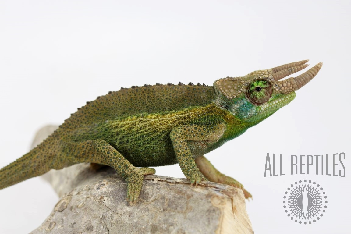 Rainbow Jackson's Chameleon - Chameleons - Reptiles