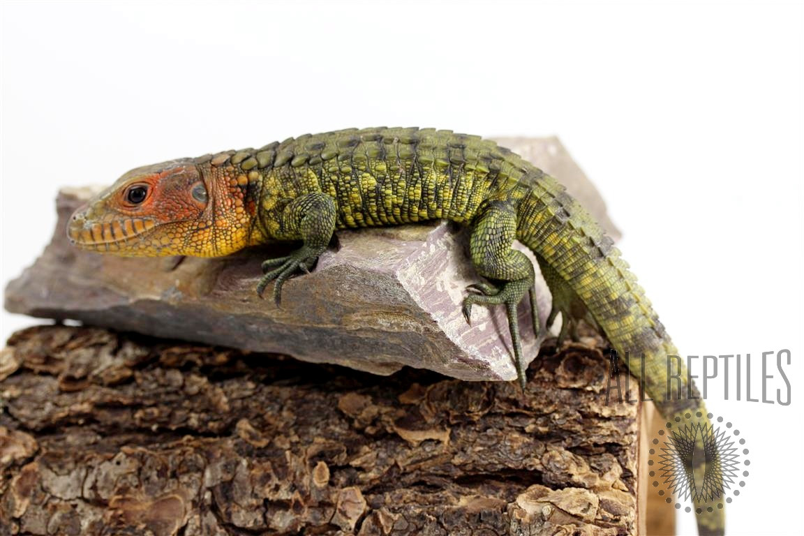 baby caiman lizard