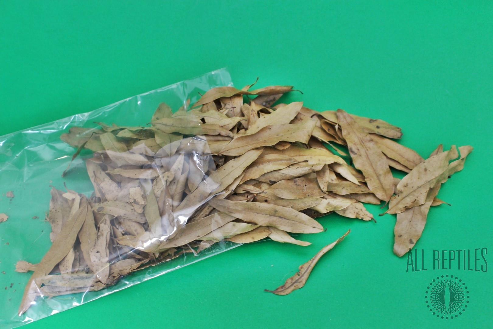 Willow Oak Leaves Medium Pack