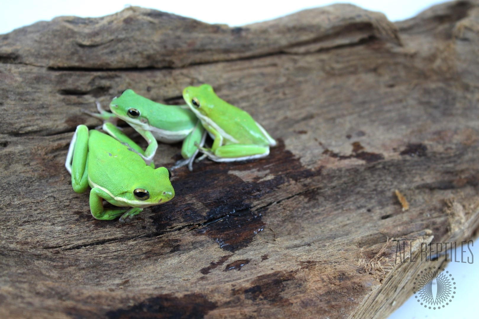 Green Tree Frogs