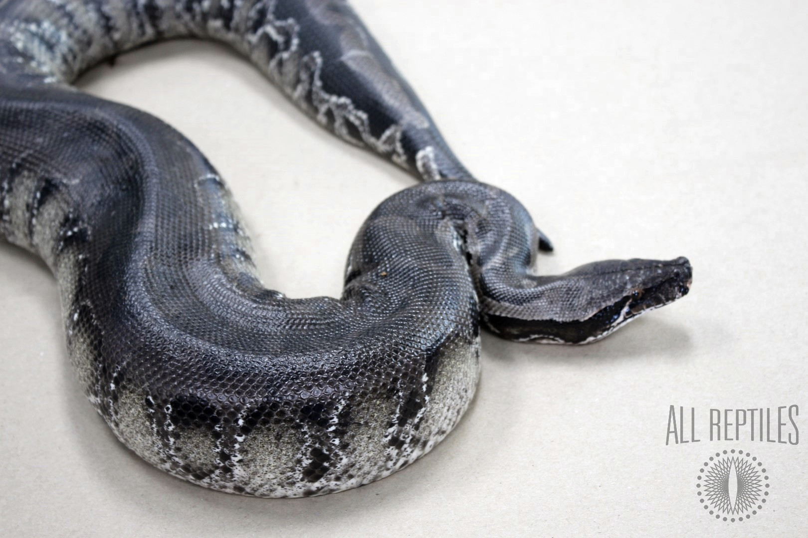 Subadult Black Blood Python