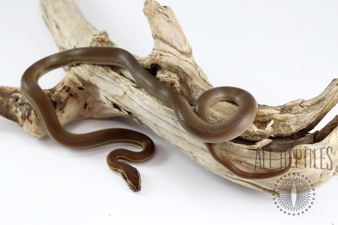 African House Snake - Lined Phase