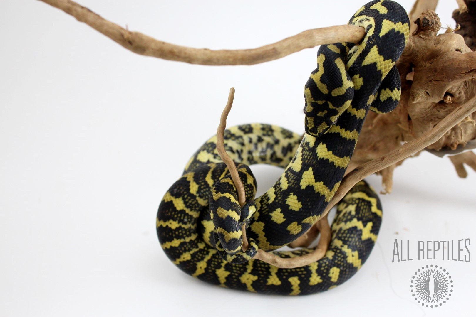 Jungle Carpet Python