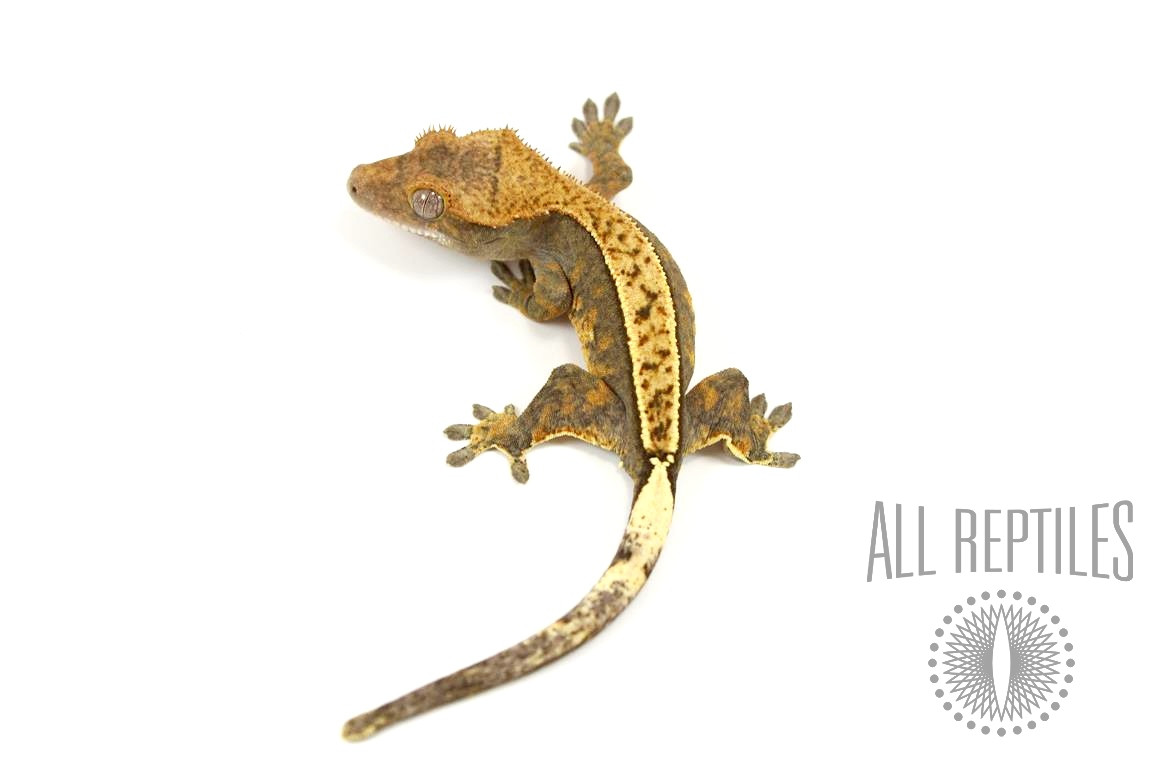 Pinstripe Flame Crested Gecko