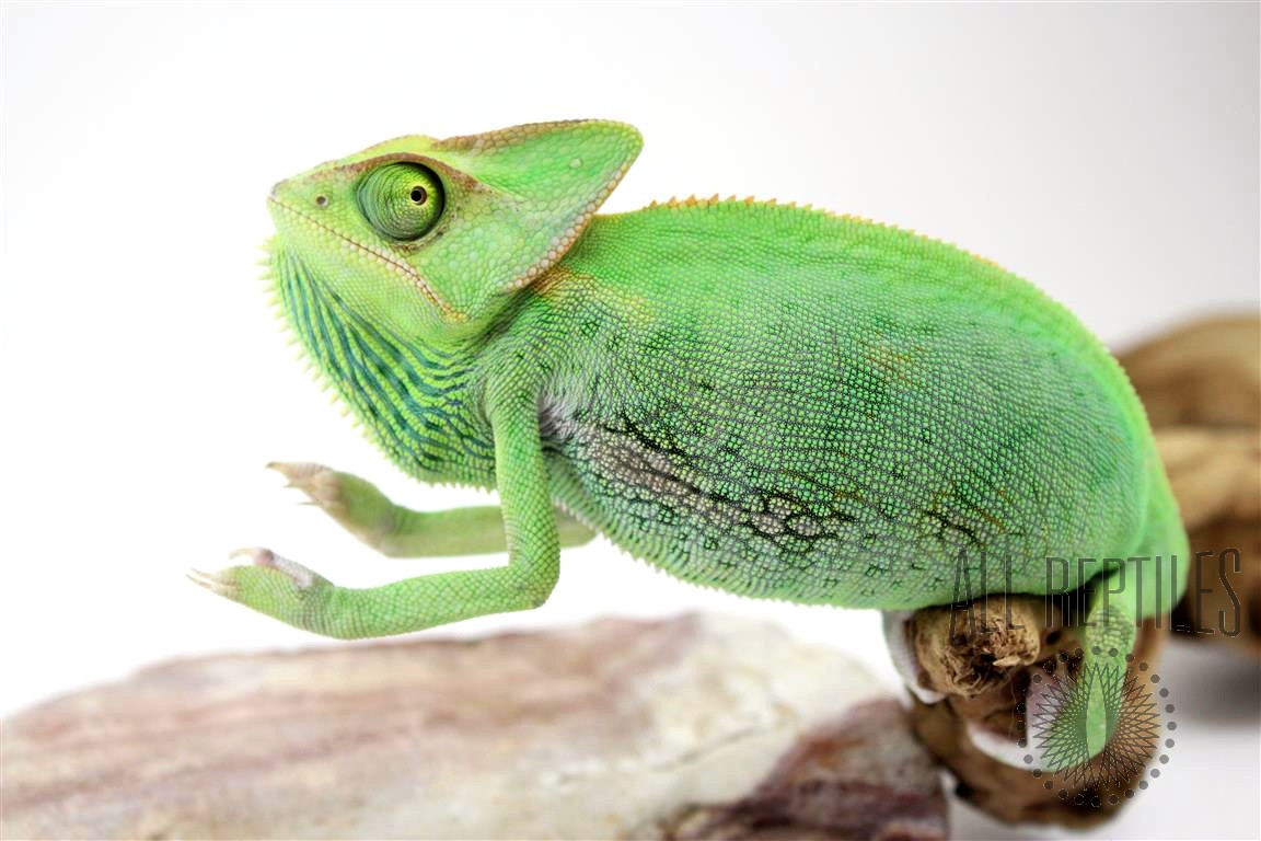 Veiled Chameleon - Subadult Female