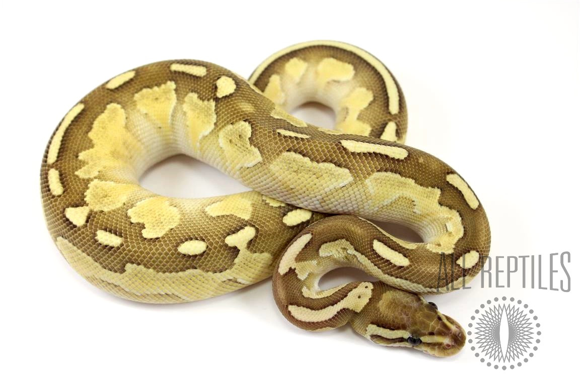 Pastel Lesser Yellow Belly or Asphalt Ball Python