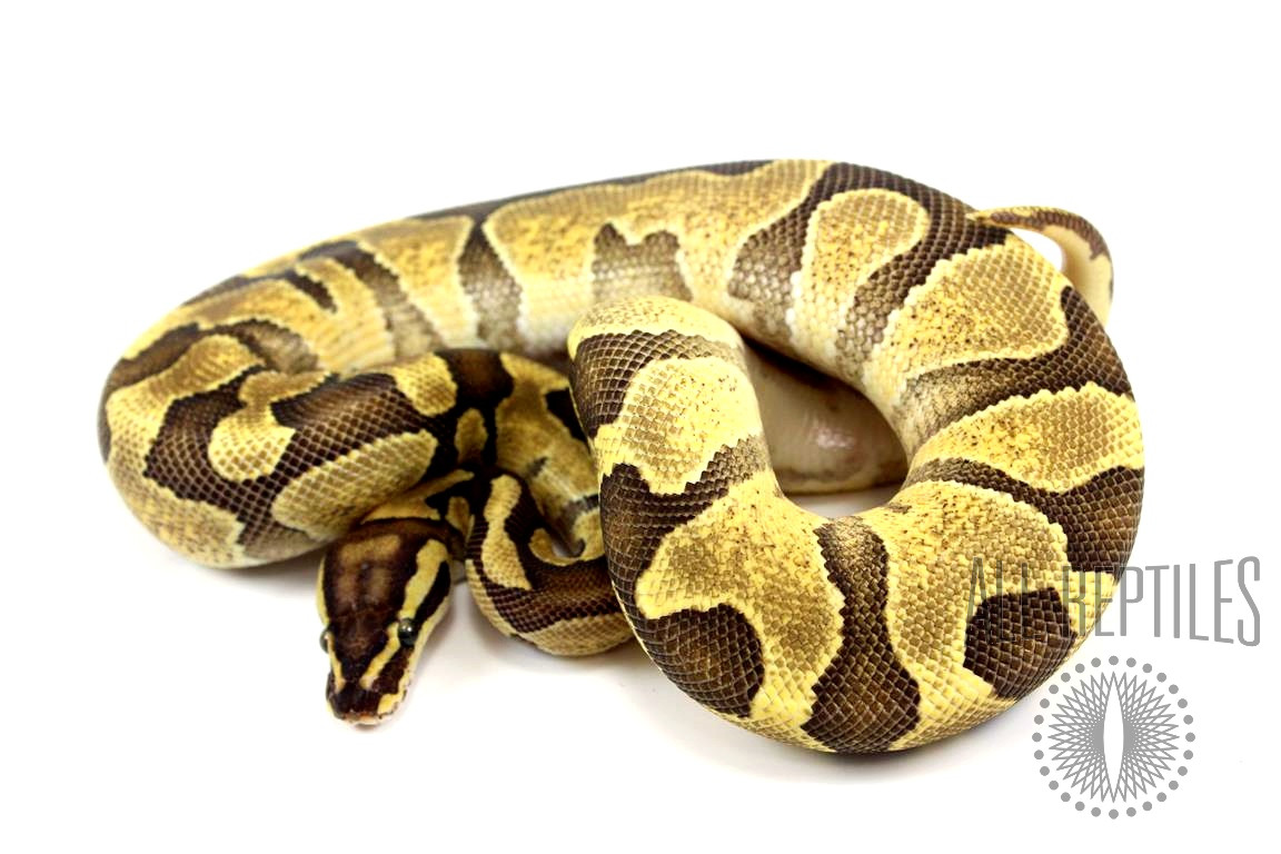 Enchi Fire Yellow Belly Ball Python