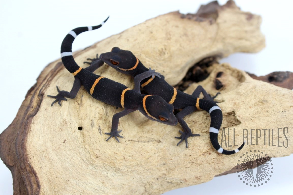 CB Baby Chinese Cave Gecko