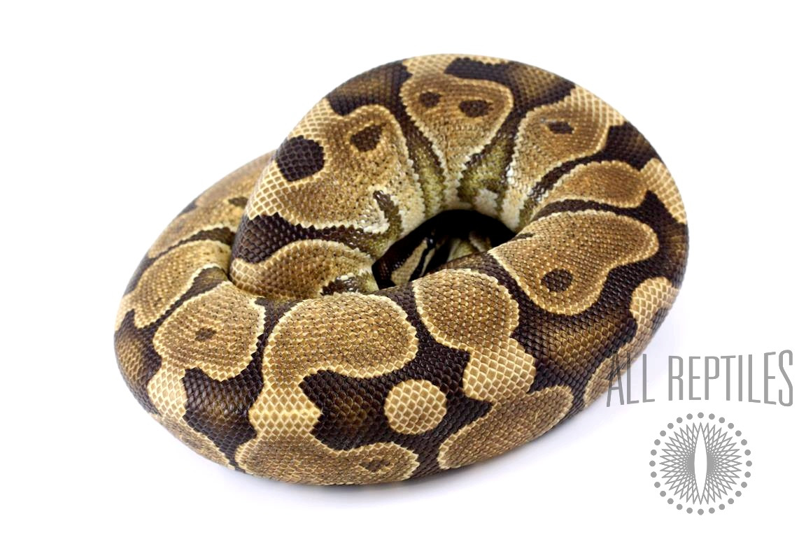 Black Pastel Enchi Ball Python - Adult