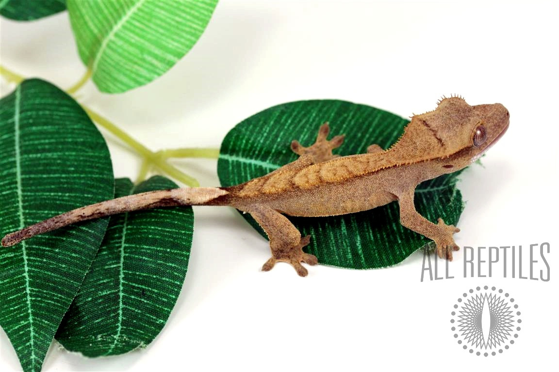 Chevron Backed Crested Gecko