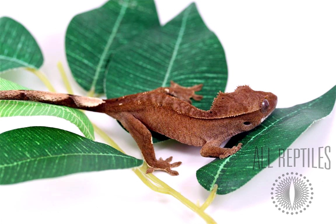 Near Patternless Crested Gecko