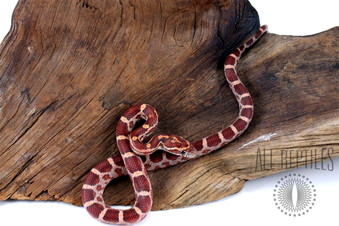 Classic Corn Snake