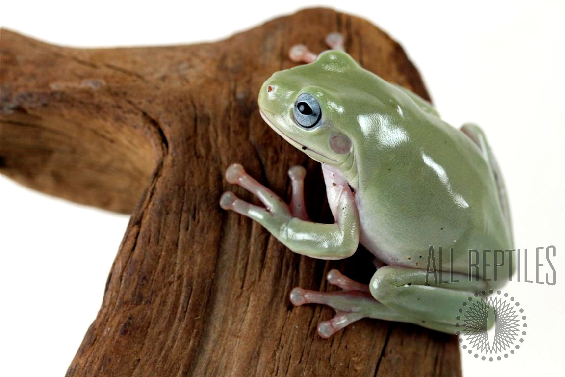Australian Blue White's Tree Frog - 1 to 1.5 inch cb baby - Strictly  Reptiles