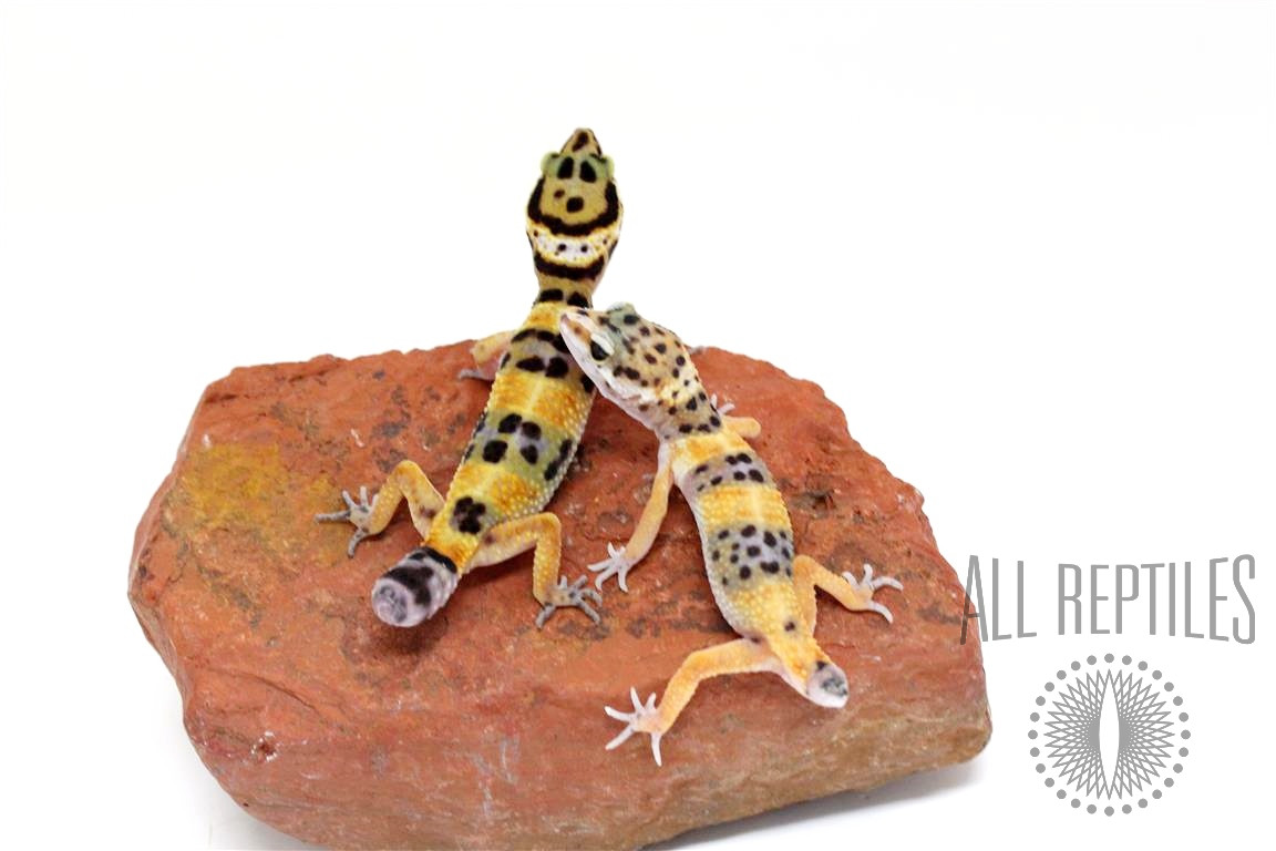 Calico Firefox Leopard Gecko - Regen Tail