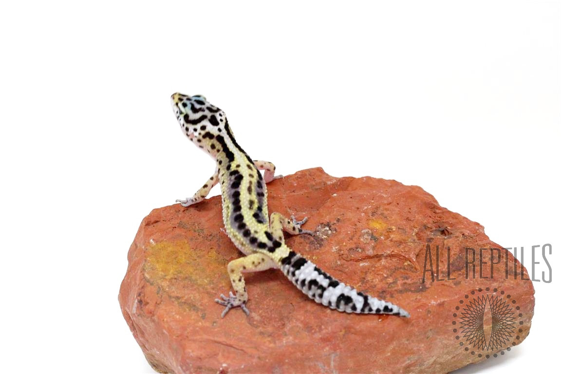 Jungle Leopard Gecko
