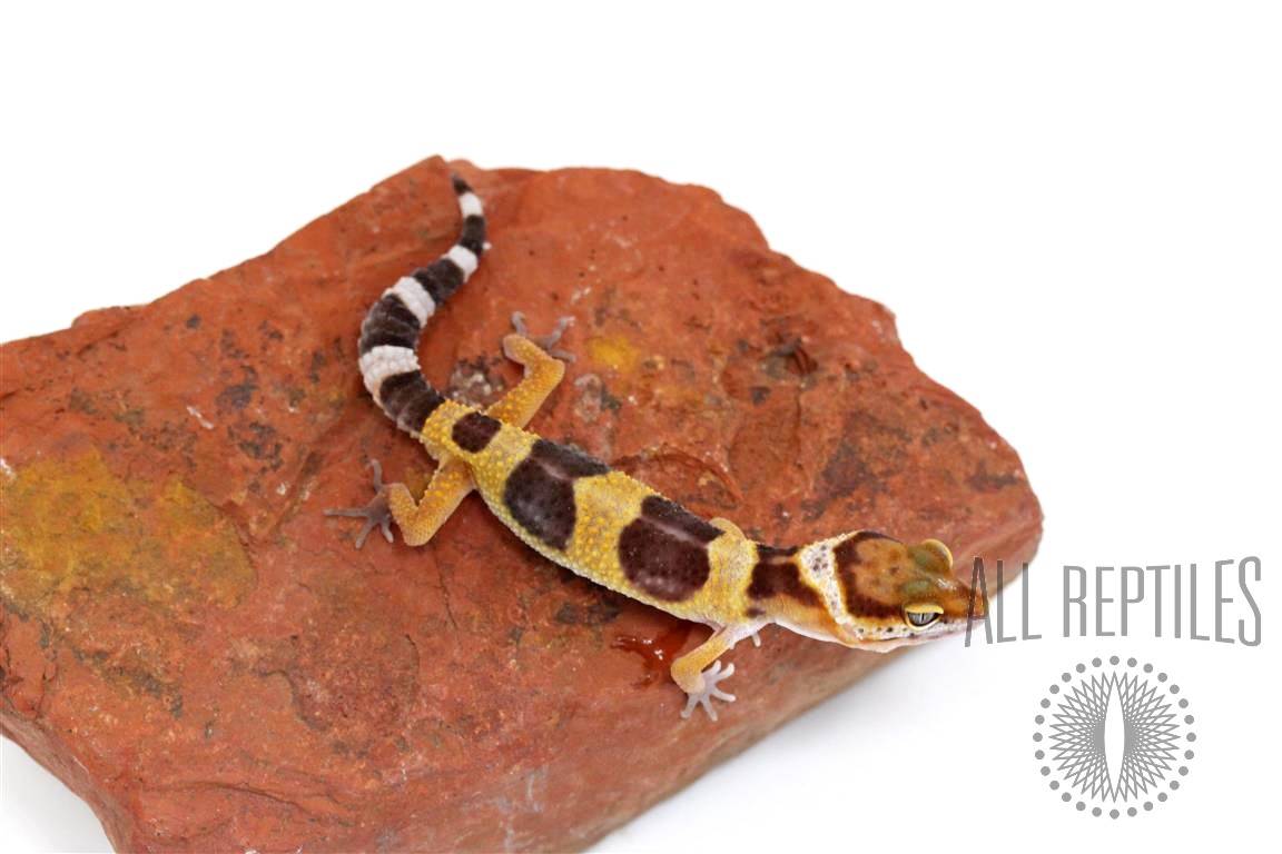 Tangerine Tornado Leopard Gecko
