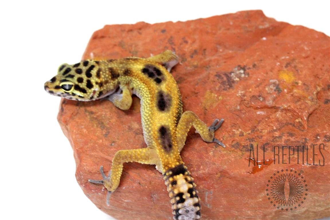 Reverse Stripe Leopard Gecko