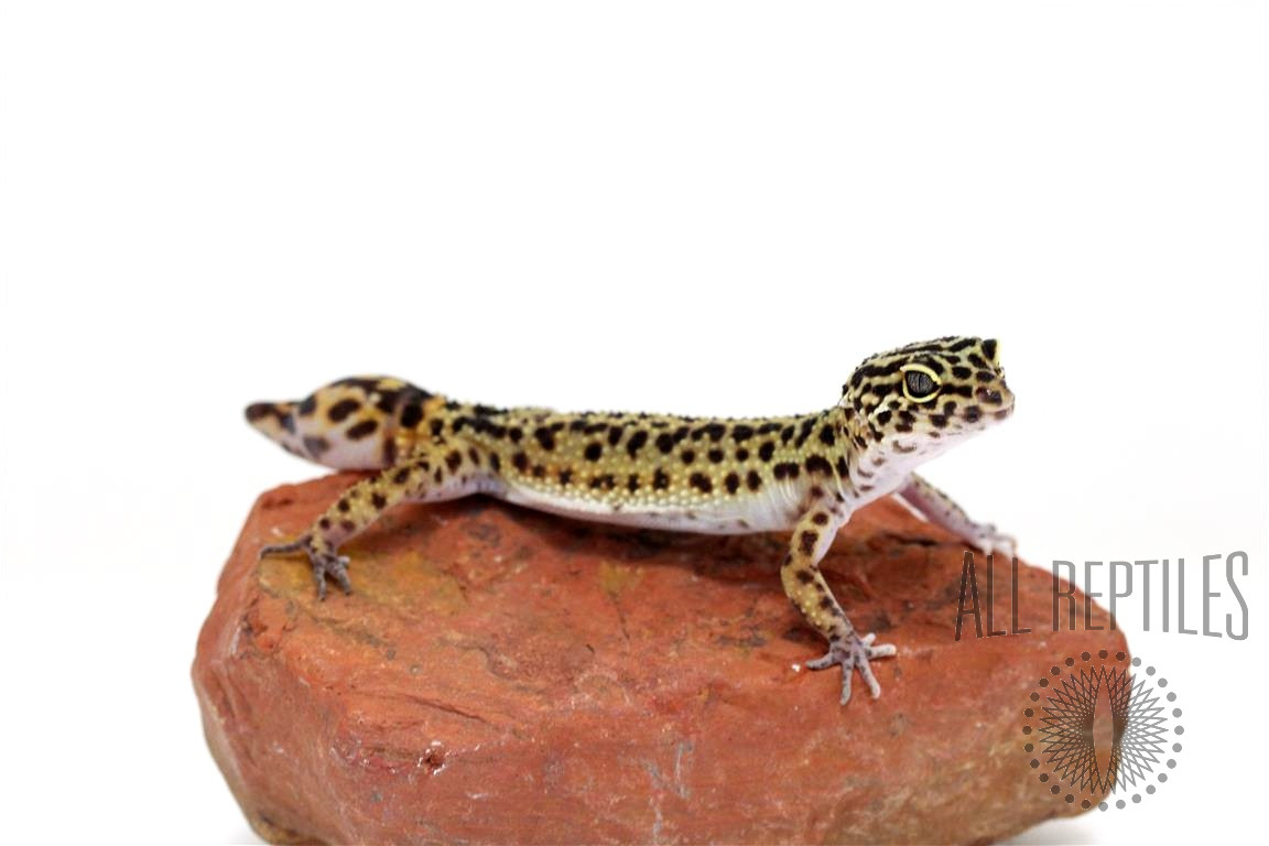 Striped Leopard Gecko - Adult Regen