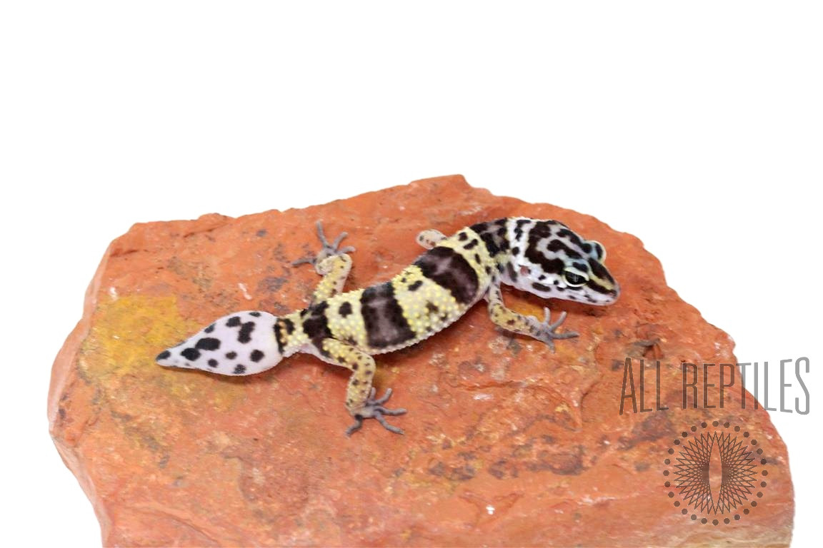 Montanus Leopard Gecko - Regen