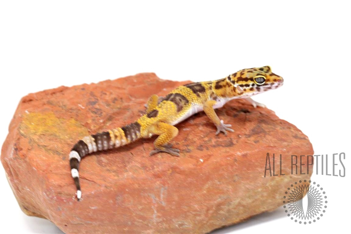 Tangerine Tornado X Hyglo Leopard Gecko