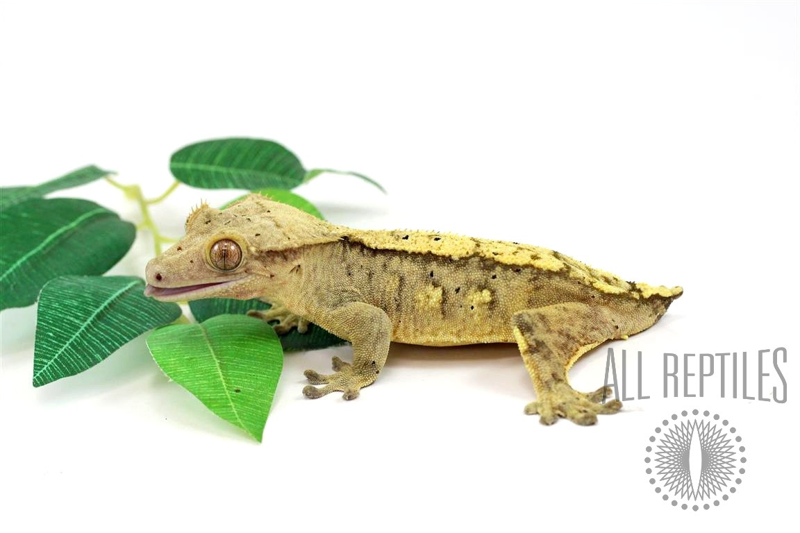 Yellow Tiger Reverse Stripe Crested Gecko - Tailess Female