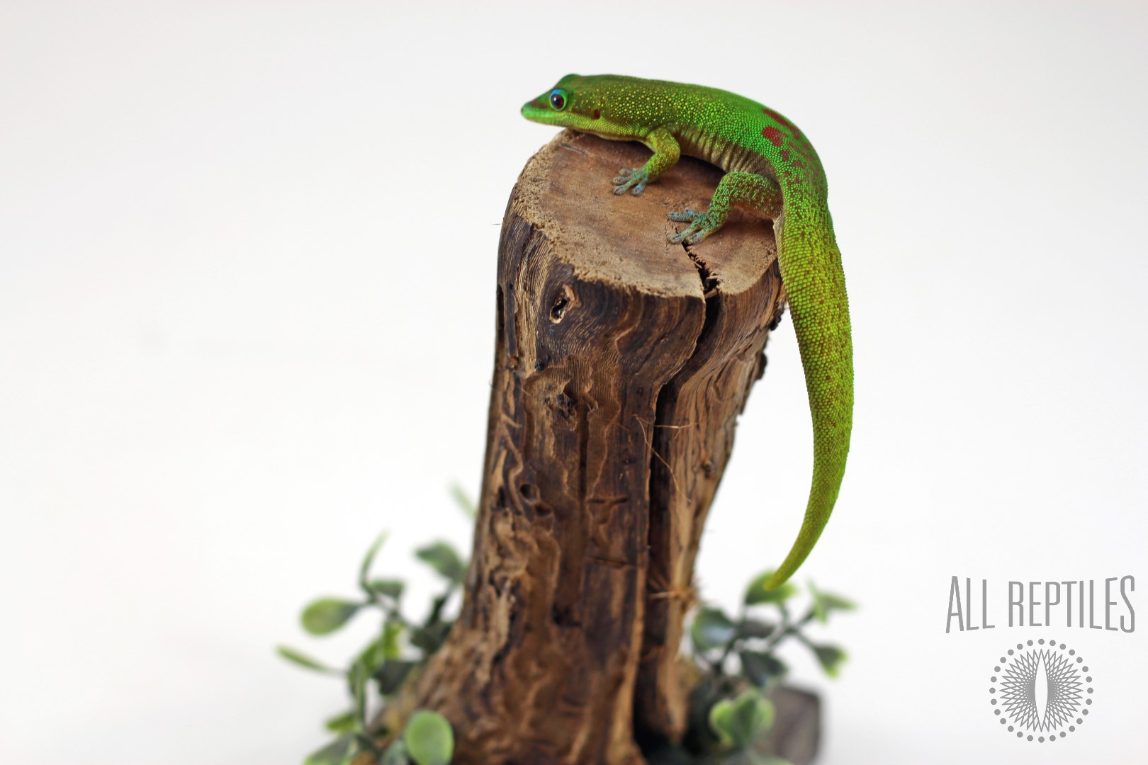 Gold Dust Day Gecko