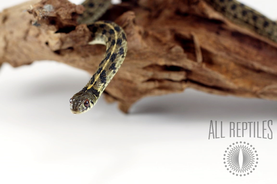 Texas Checkered Garter Snake