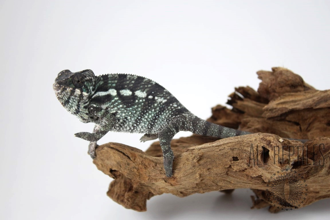 Nosy Mitsio Panther Chameleon - Reptiles